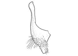   Anthidium chamelense  male, diagram showing ventral view of seventh sternum (S7), diagram from Gonzalez and Griswold 2013 
